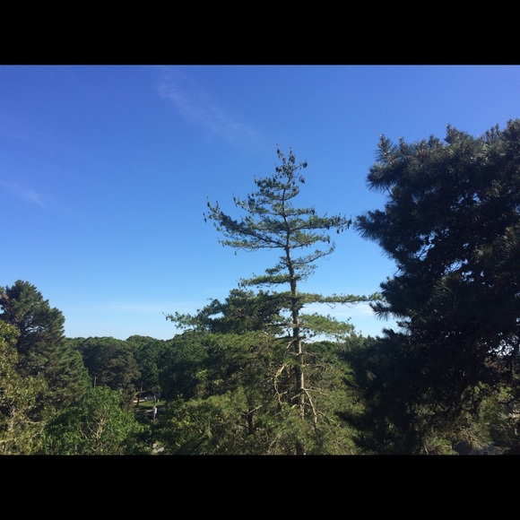 Meet your Posher, Violet - Picture 8 of 8